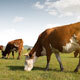 Kuh-Kalb-Farm-Management-Software | MilkingCloud