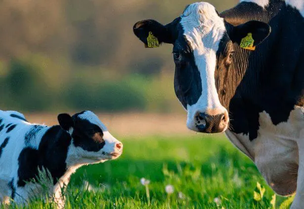 Programa de operaciones de cría de vacas