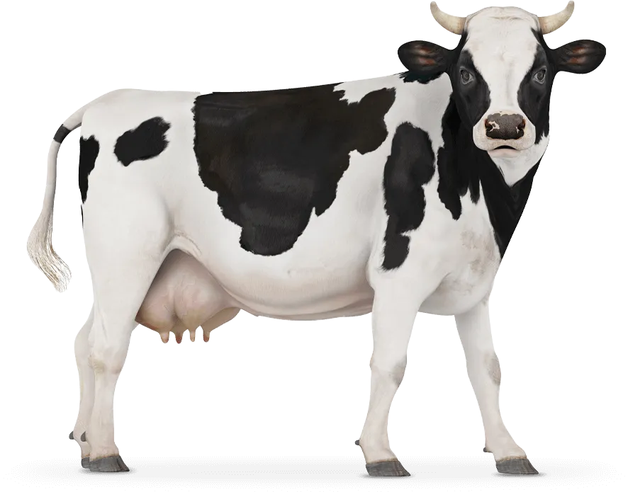 M2Moo Vache