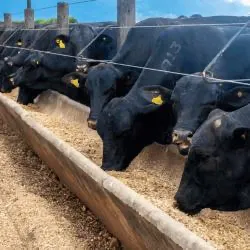 Programme de Ferme de Boeuf