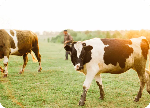 Paramètres optimisés pour le bétail de boeuf