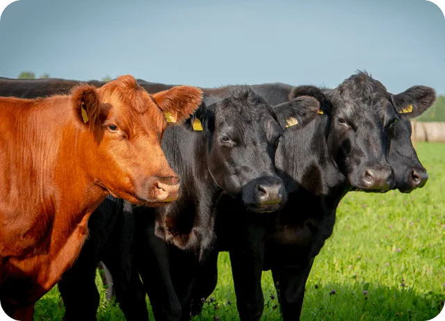 Paramètres optimisés pour le bétail de boeuf